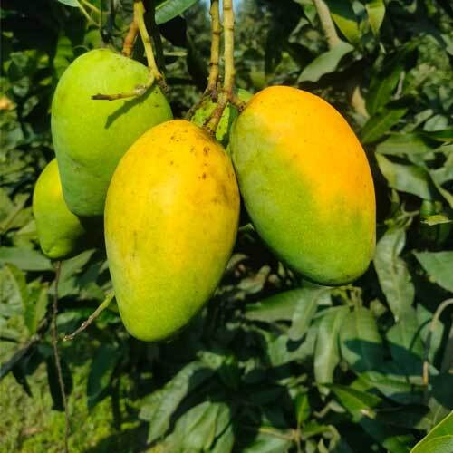 বারি-১১ আম BARI-11 Mango