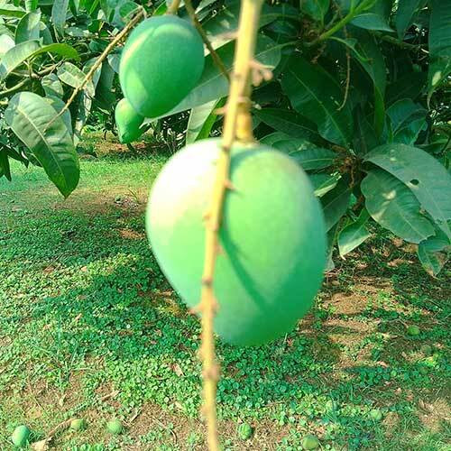 গোপালভোগ আম Gopalbhog Mango
