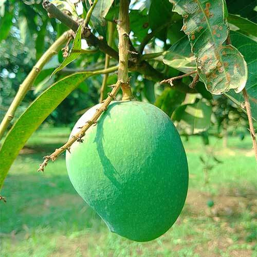 হাড়িভাঙা আম – আঁশবিহীন, সুস্বাদু স্বাদের রাজকীয় আম
