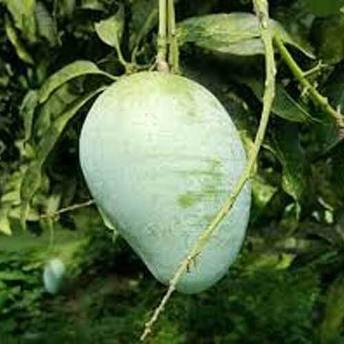 আশিনা আম Ashwina Mango