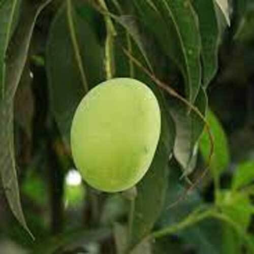 গৌরমতি আম Gaurmoti Mango