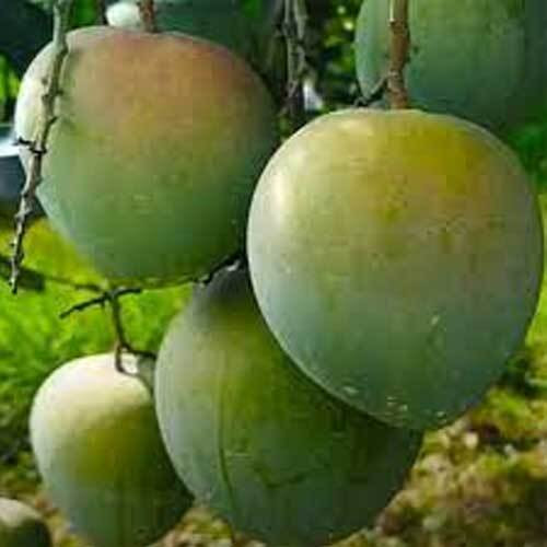 বারি-৪ কাটিমন আম  BARI-4 Katimon Mango