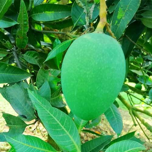 হিমসাগর আম Himsagar Mango