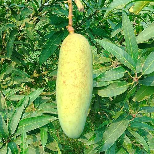 ব্যানানা আম – মিষ্টি, রসে ভরা এবং আঁশবিহীন সুস্বাদু আম